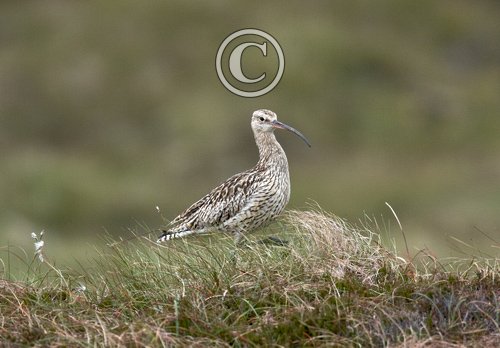 Common Curlew DM01066